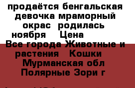 продаётся бенгальская девочка(мраморный окрас).родилась 5ноября, › Цена ­ 8 000 - Все города Животные и растения » Кошки   . Мурманская обл.,Полярные Зори г.